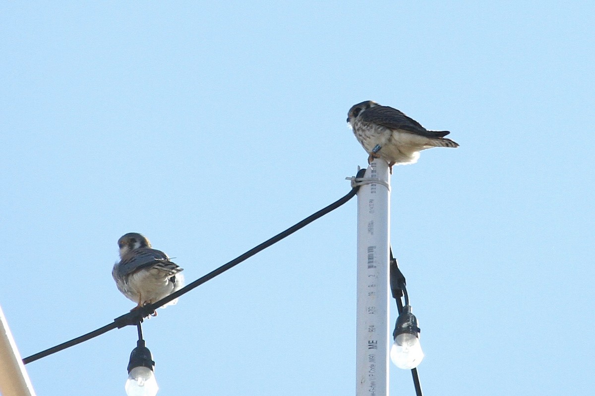 American Kestrel - ML630242740