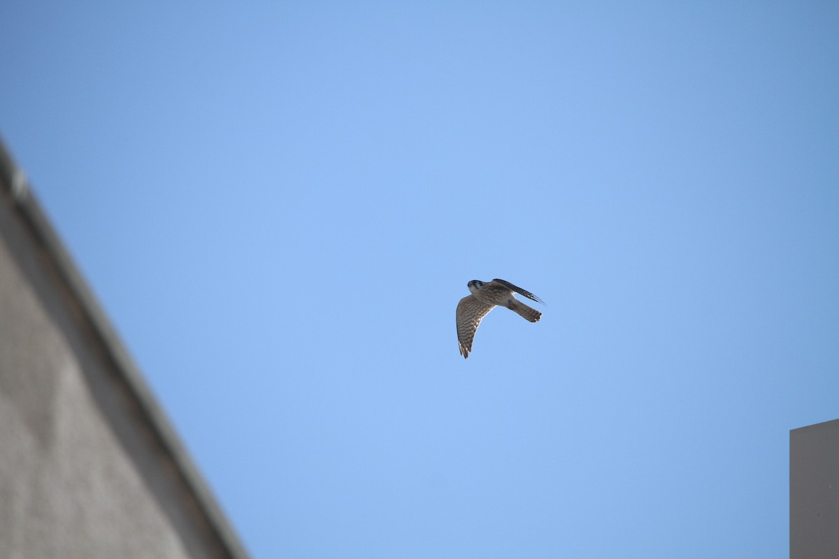 American Kestrel - ML630242741