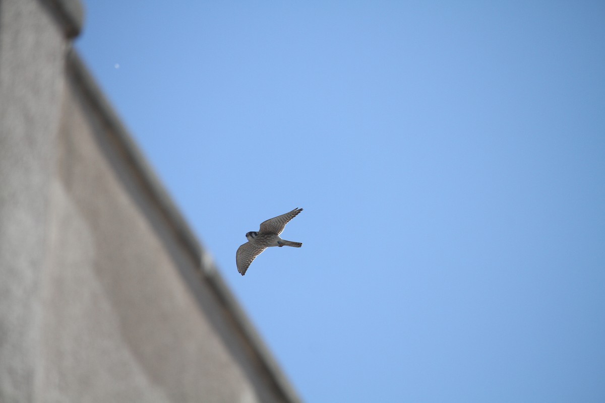American Kestrel - ML630242743