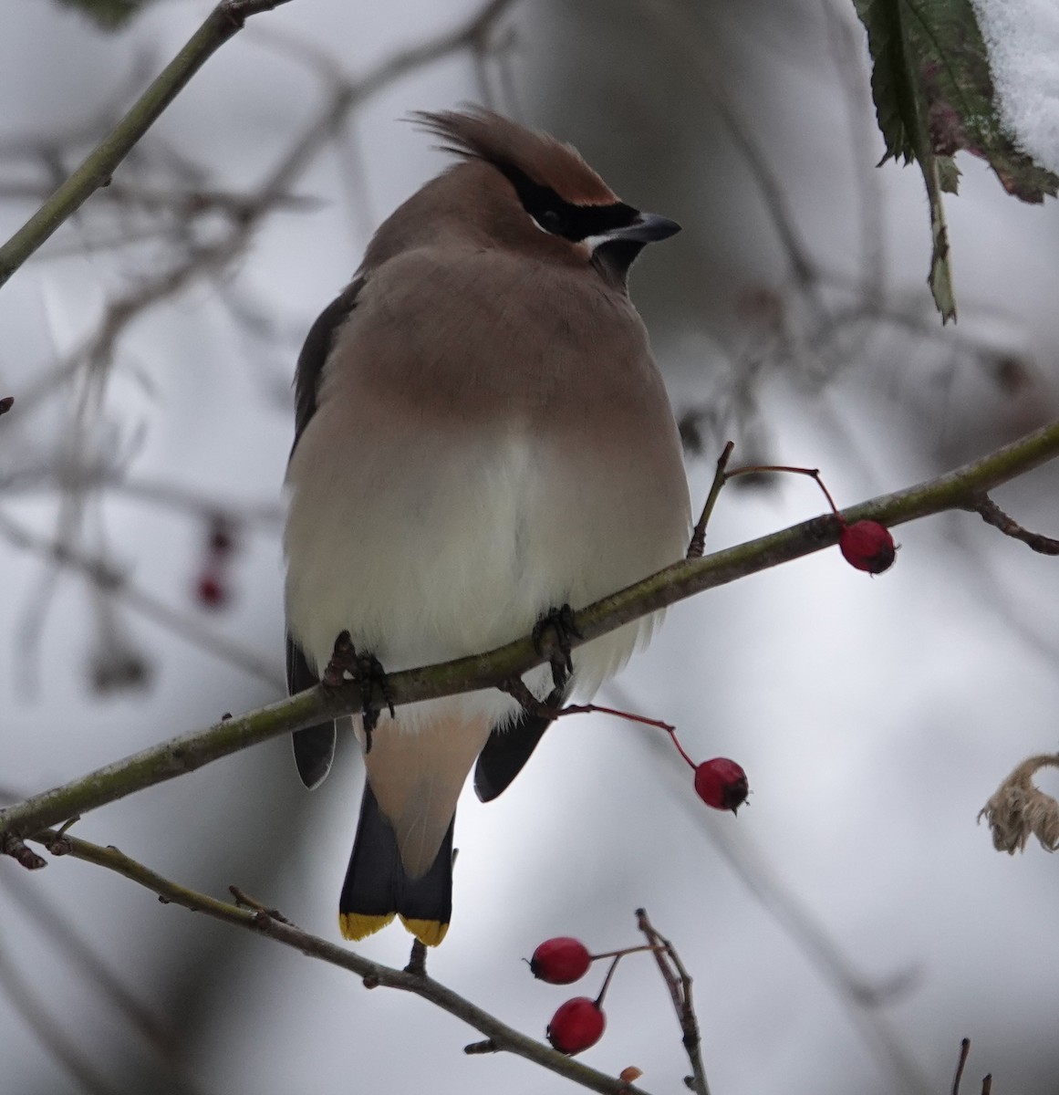 Bohemian/Cedar Waxwing - ML630242908
