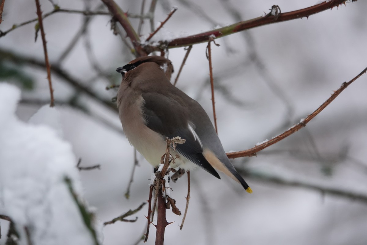 Bohemian/Cedar Waxwing - ML630242948
