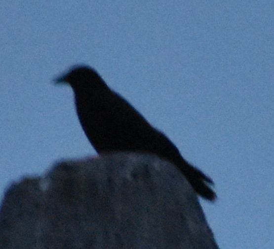 Хар хэрээ - ML630243089