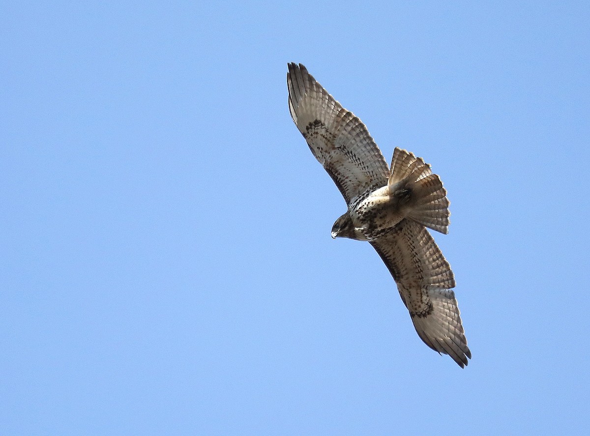 Red-tailed Hawk - ML630243385