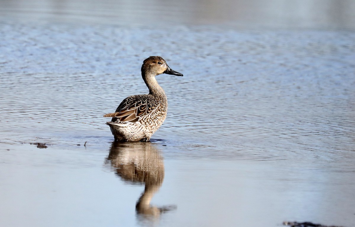 Canard pilet - ML630243552