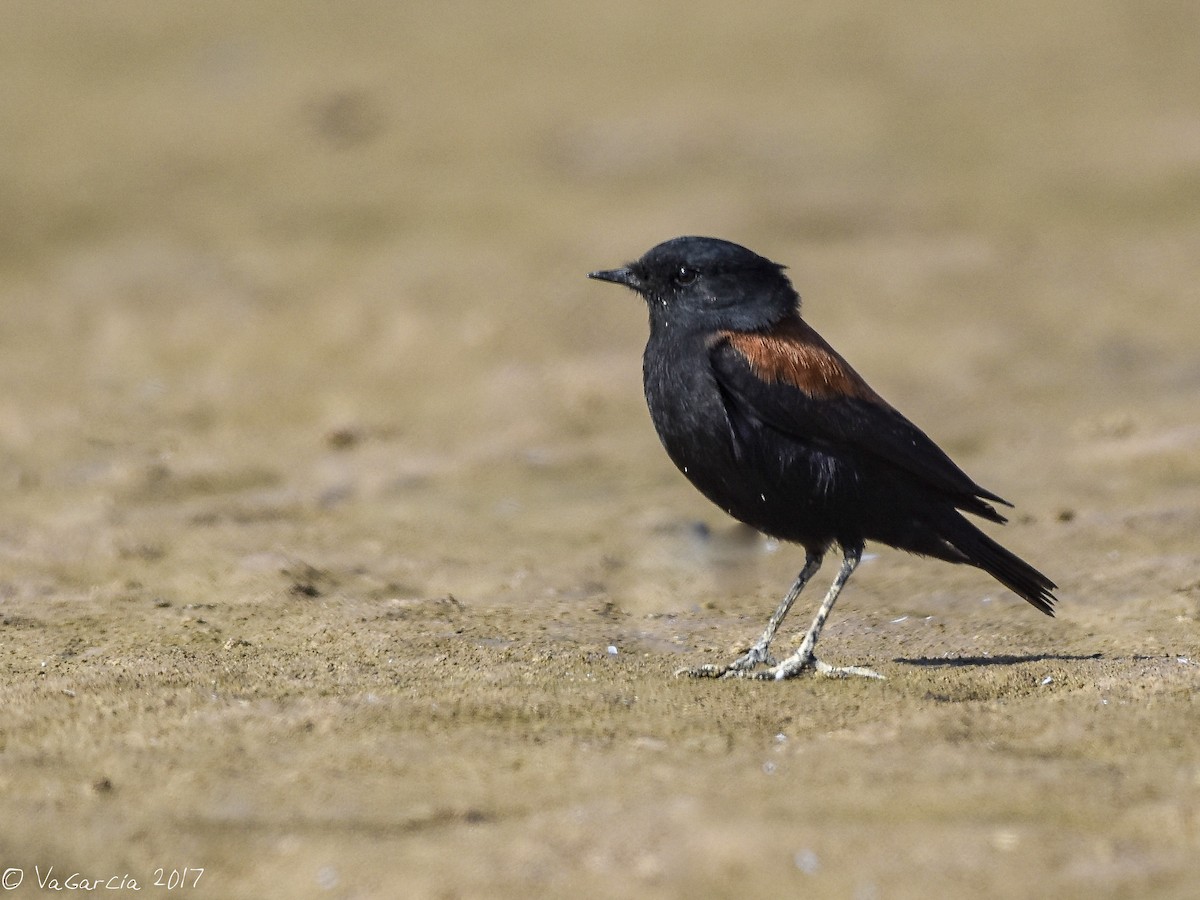 Austral Negrito - ML63024361