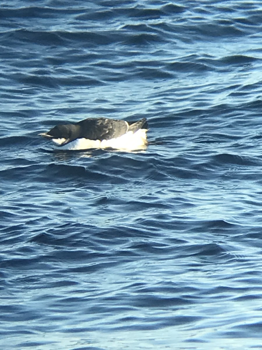 Thick-billed Murre - ML630243732