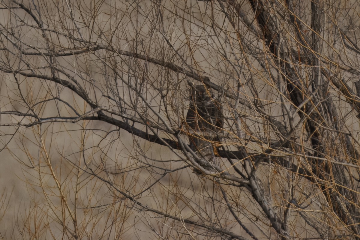 Great Horned Owl - ML630243788