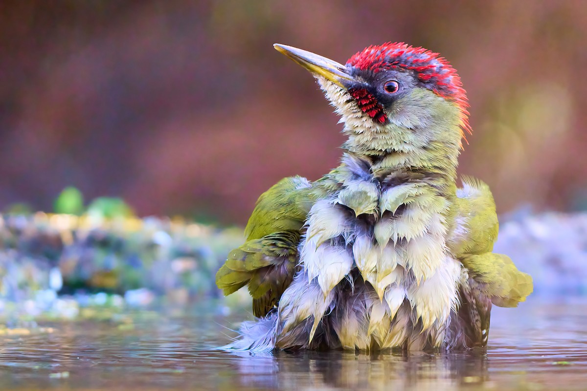 Iberian Green Woodpecker - ML630243834