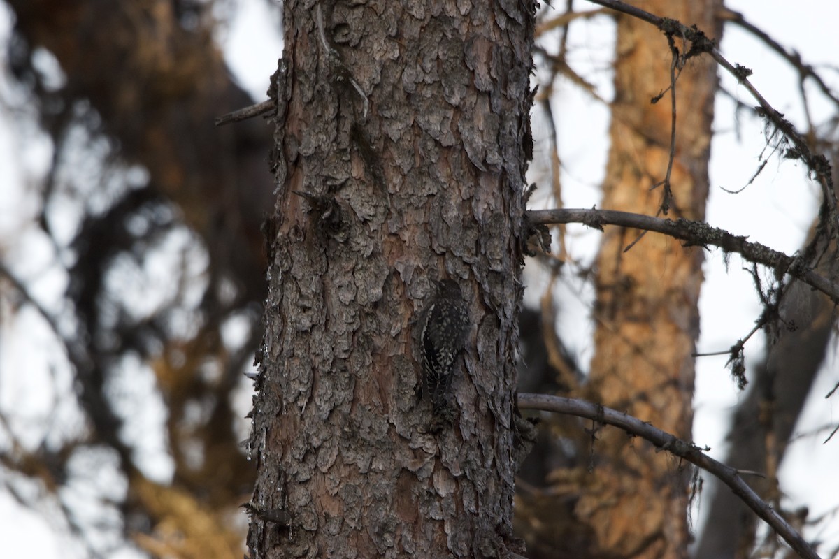Red-naped Sapsucker - ML630244119
