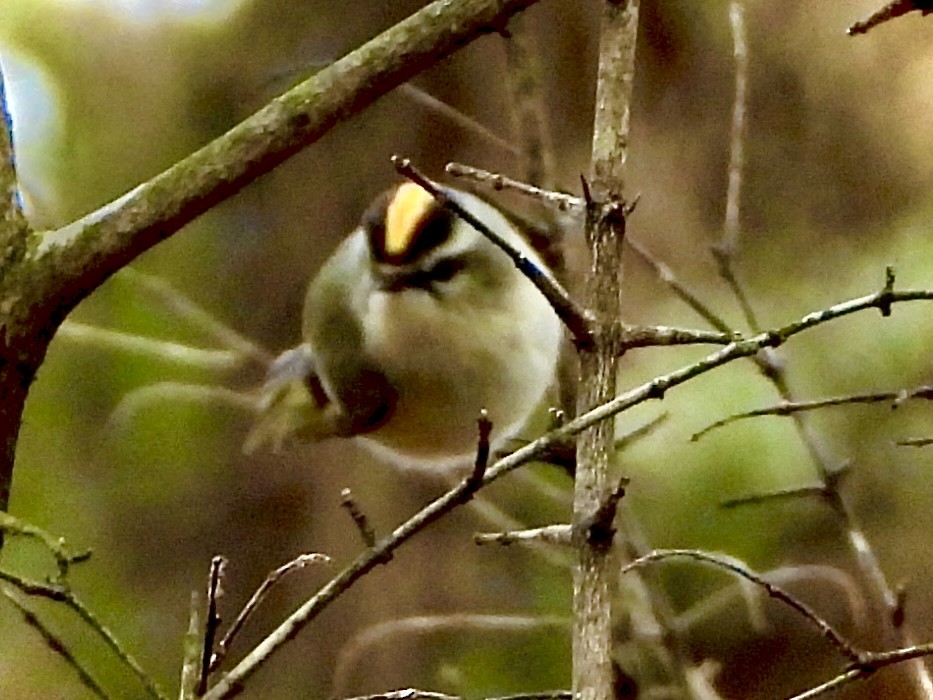 Golden-crowned Kinglet - ML630244342