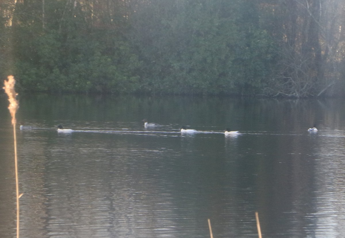 Common Merganser - ML630244403
