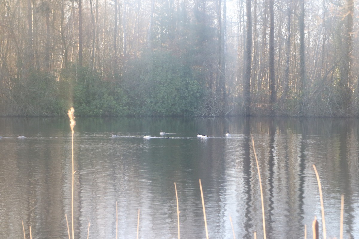 Common Merganser - ML630244404