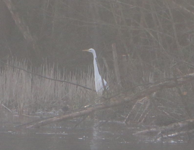 Great Egret - ML630244420