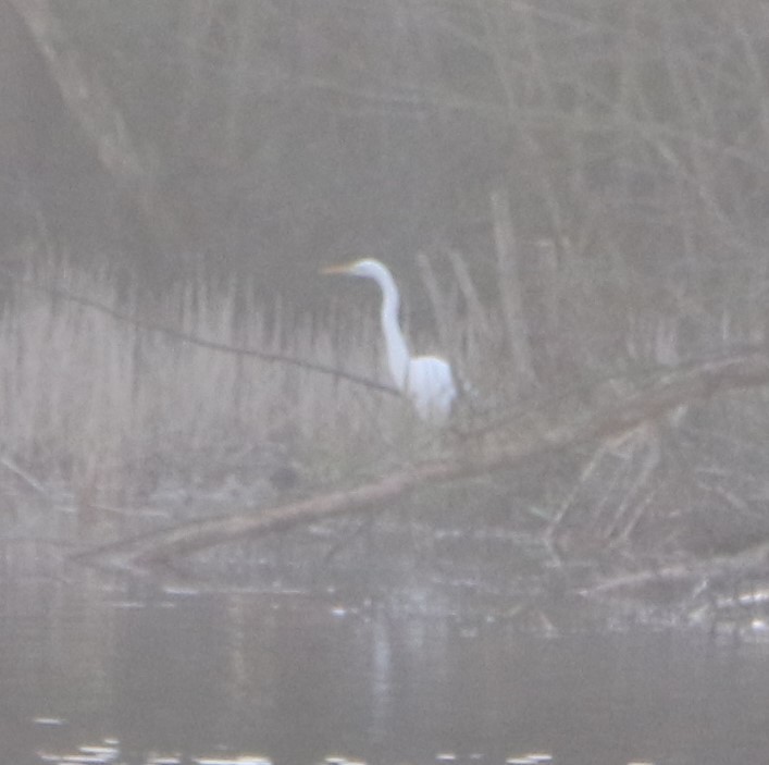 Great Egret - ML630244421