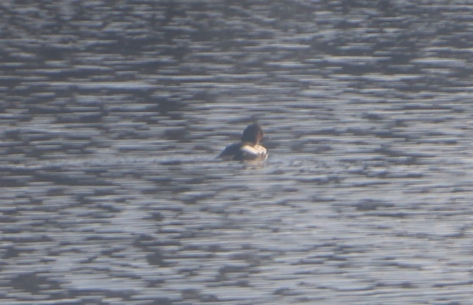 Common Goldeneye - ML630244447