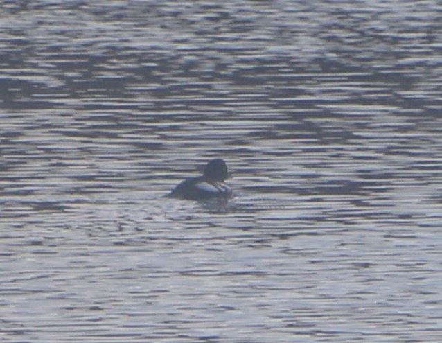 Common Goldeneye - ML630244448