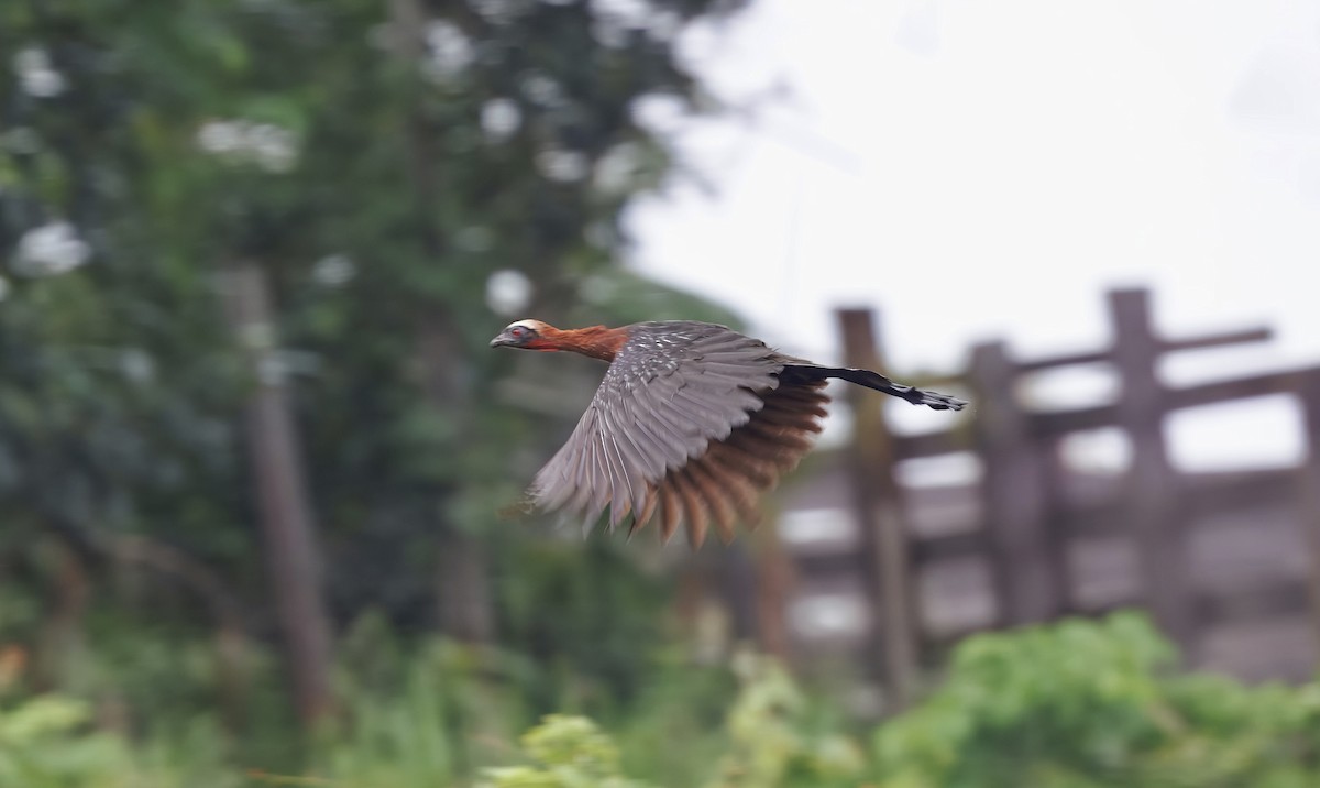 White-crested Guan - ML630245102