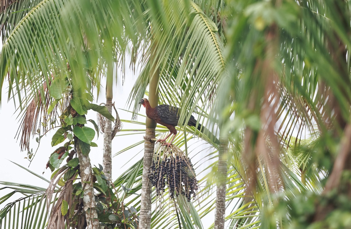 White-crested Guan - ML630245103