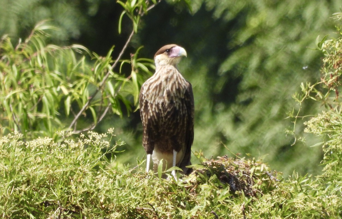 Crested Caracara (Southern) - ML630245355