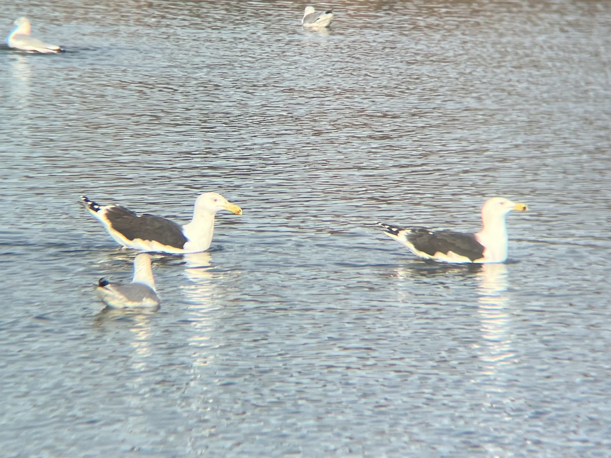 Great Black-backed Gull - ML630245414