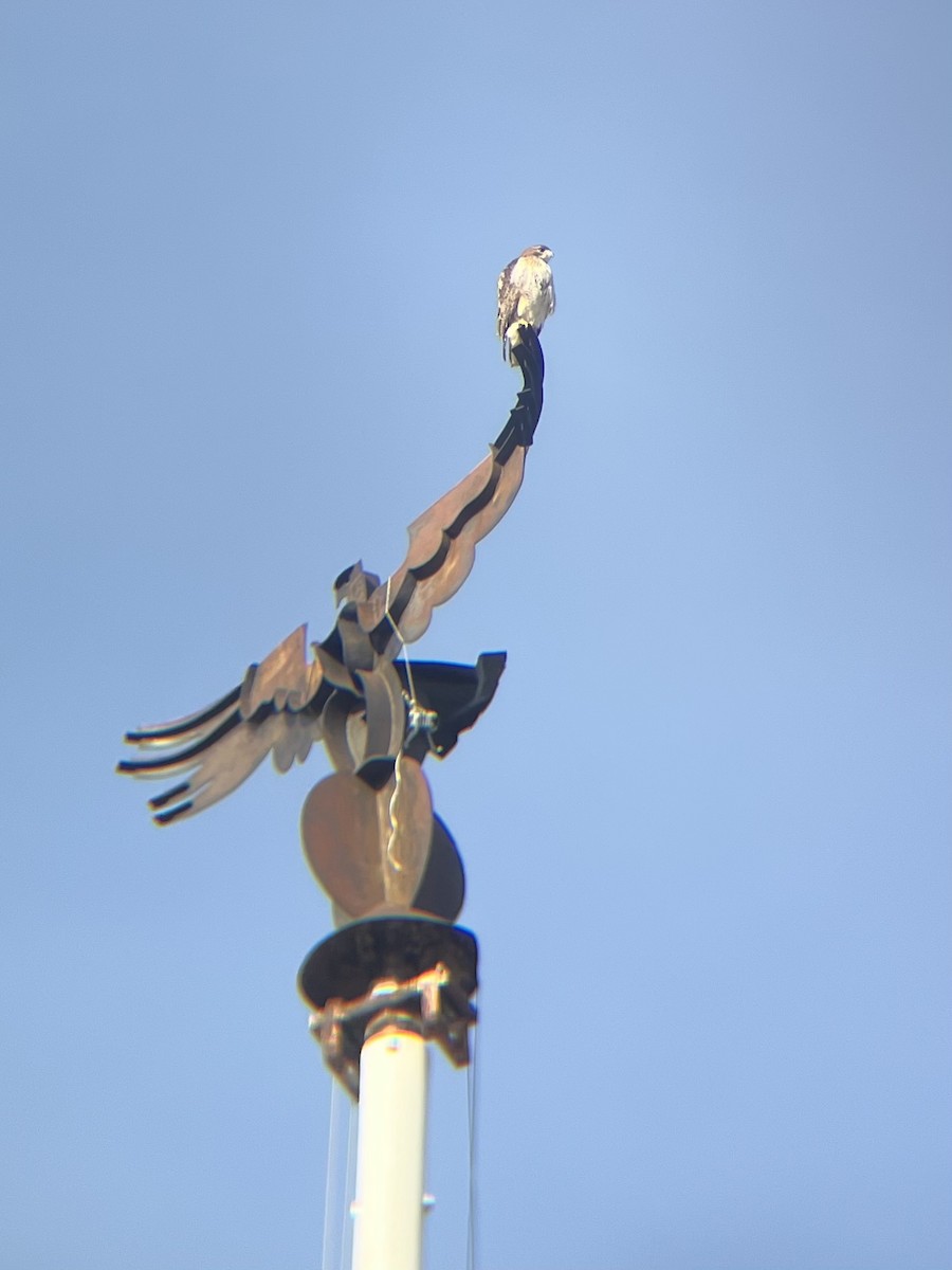 Red-tailed Hawk - ML630245430