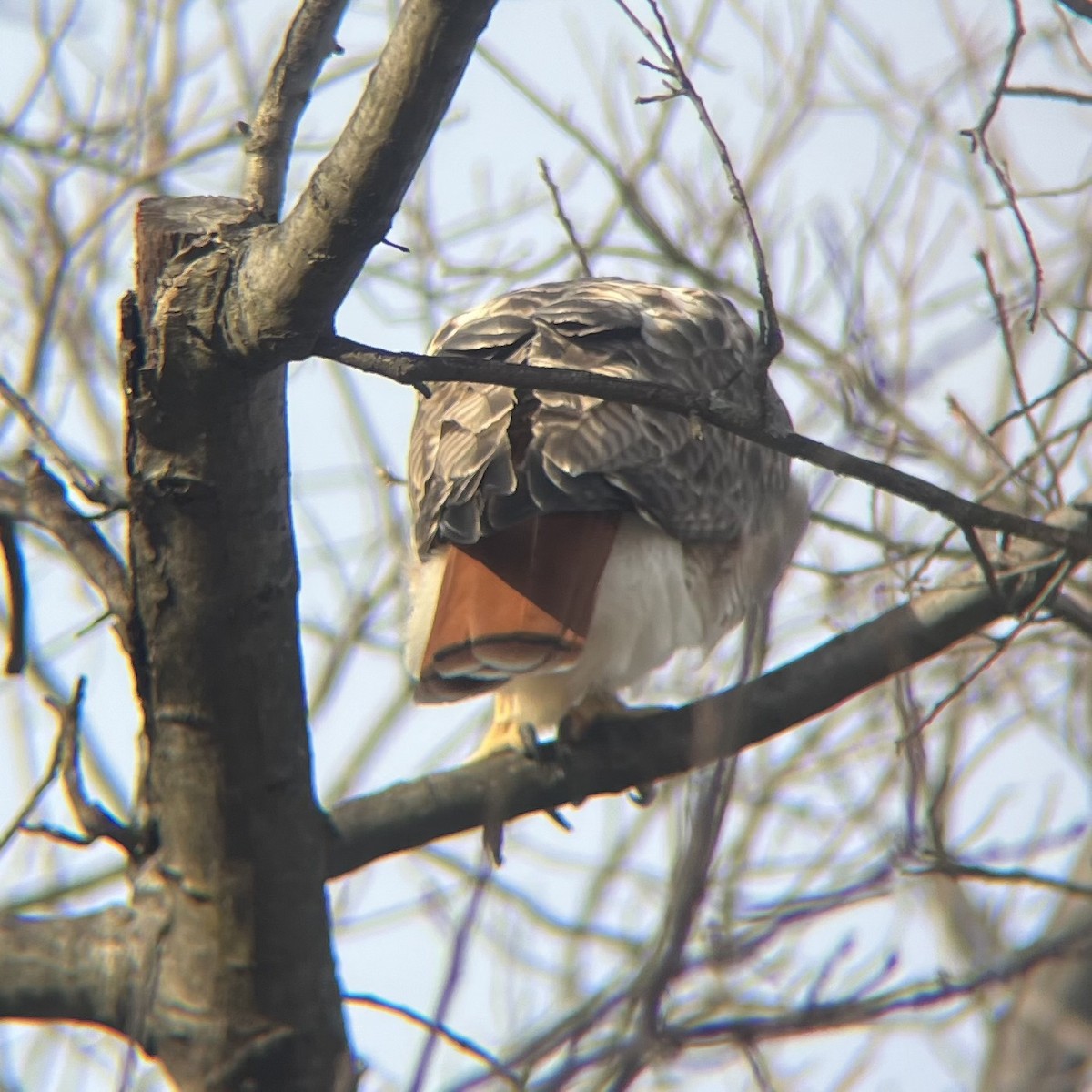 Red-tailed Hawk - ML630245431