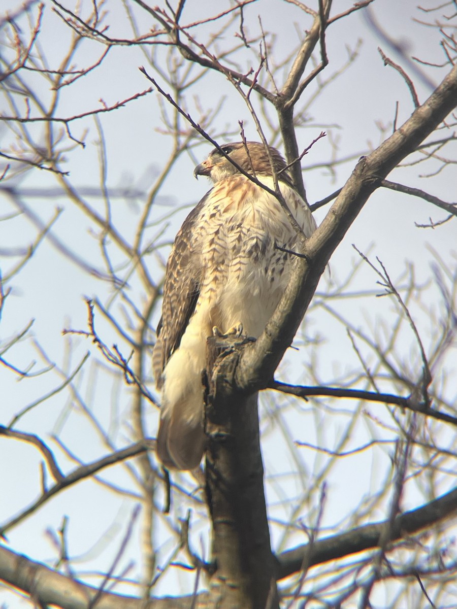 Red-tailed Hawk - ML630245432