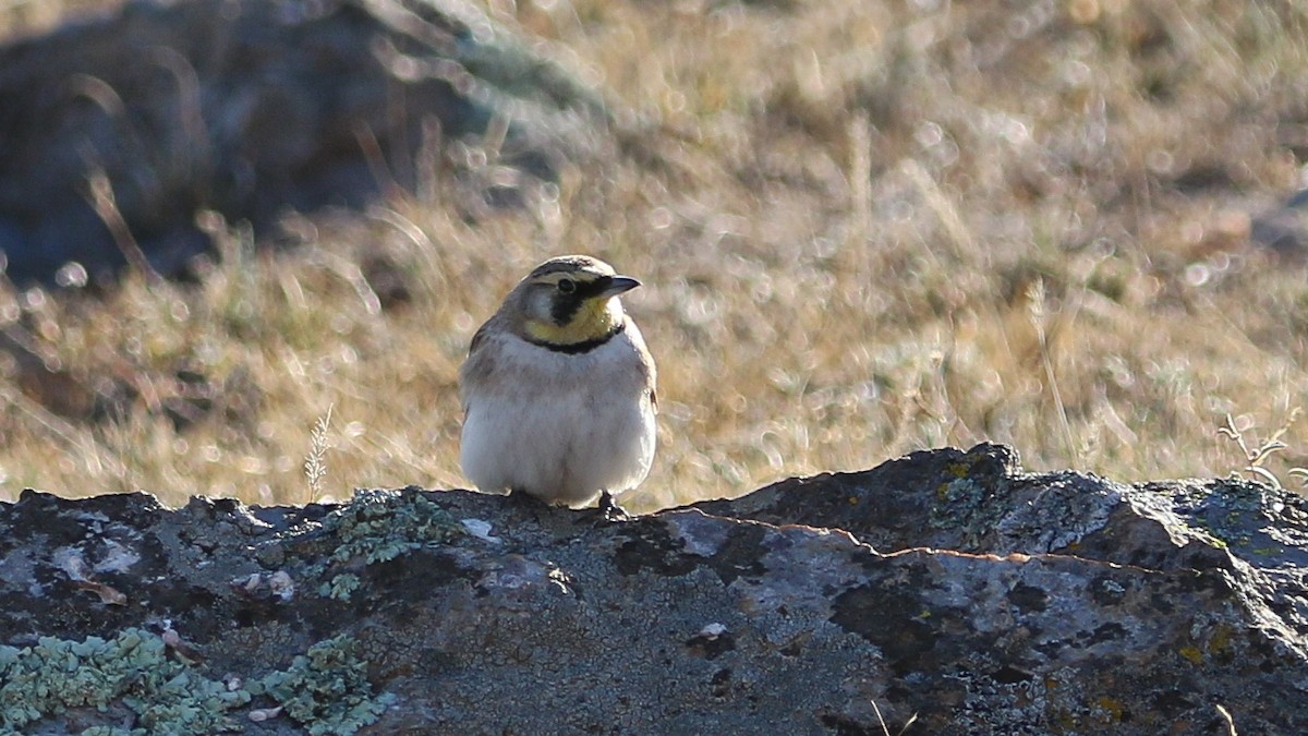 Horned Lark - ML630245566