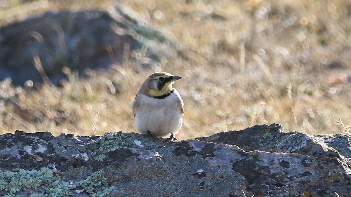 Horned Lark - ML630245568