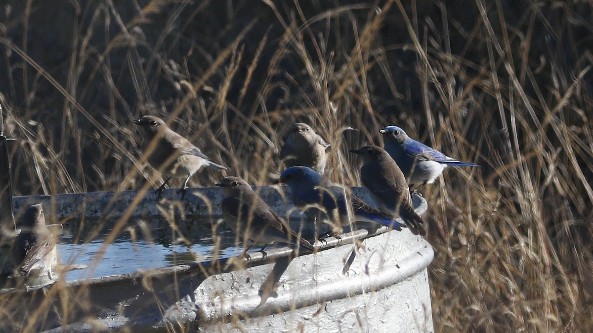 Mountain Bluebird - ML630245586