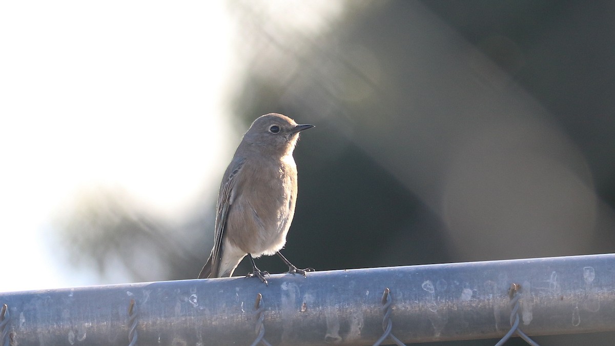 Mountain Bluebird - ML630245591