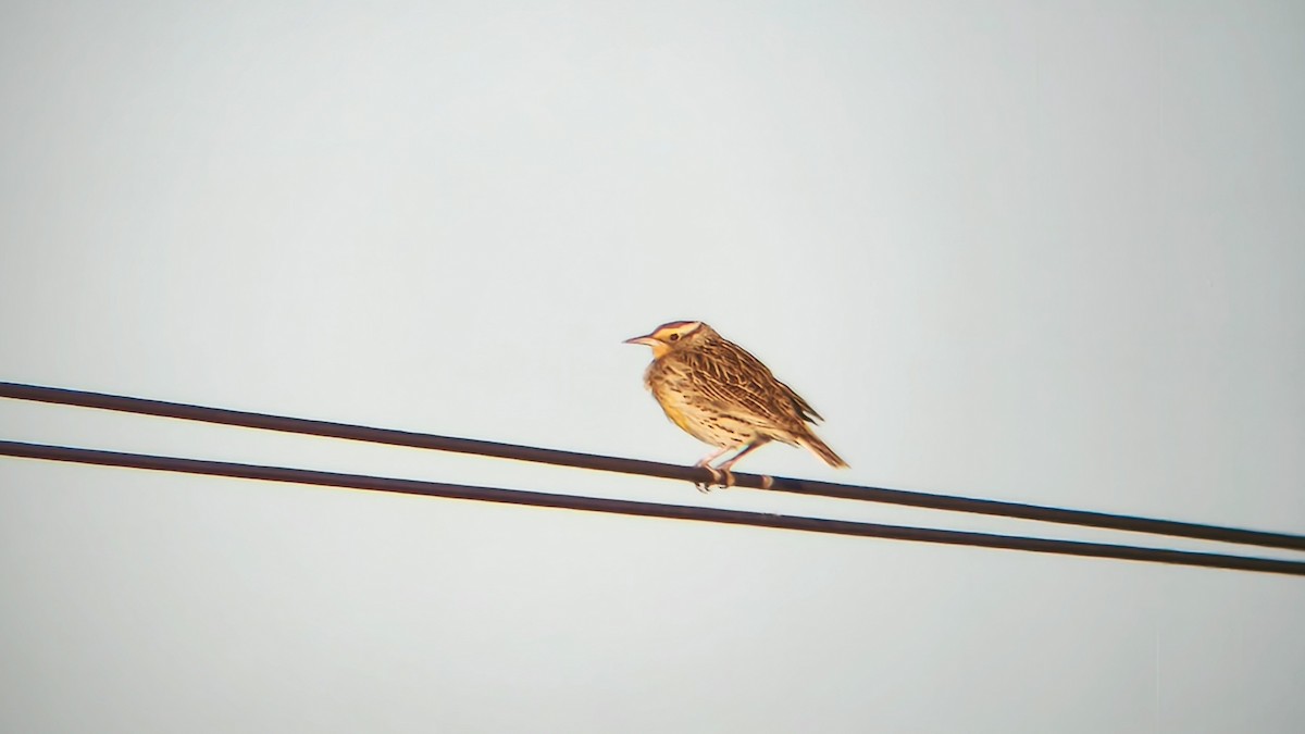 Western Meadowlark - ML630245600