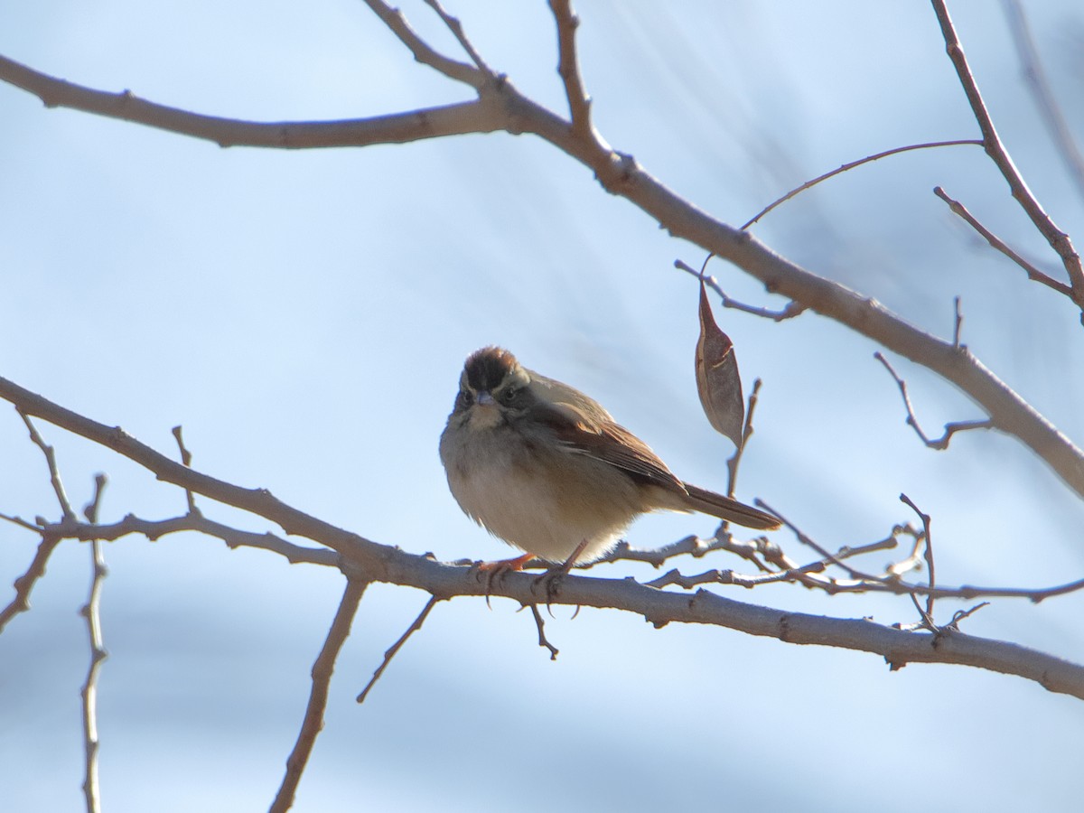 Swamp Sparrow - ML630245641