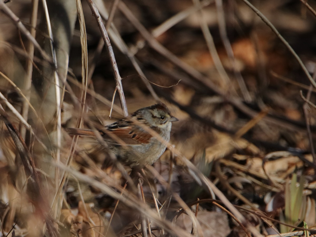 Swamp Sparrow - ML630245648