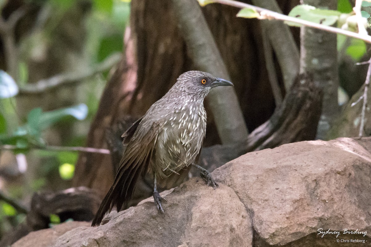 Arrow-marked Babbler - ML630245697