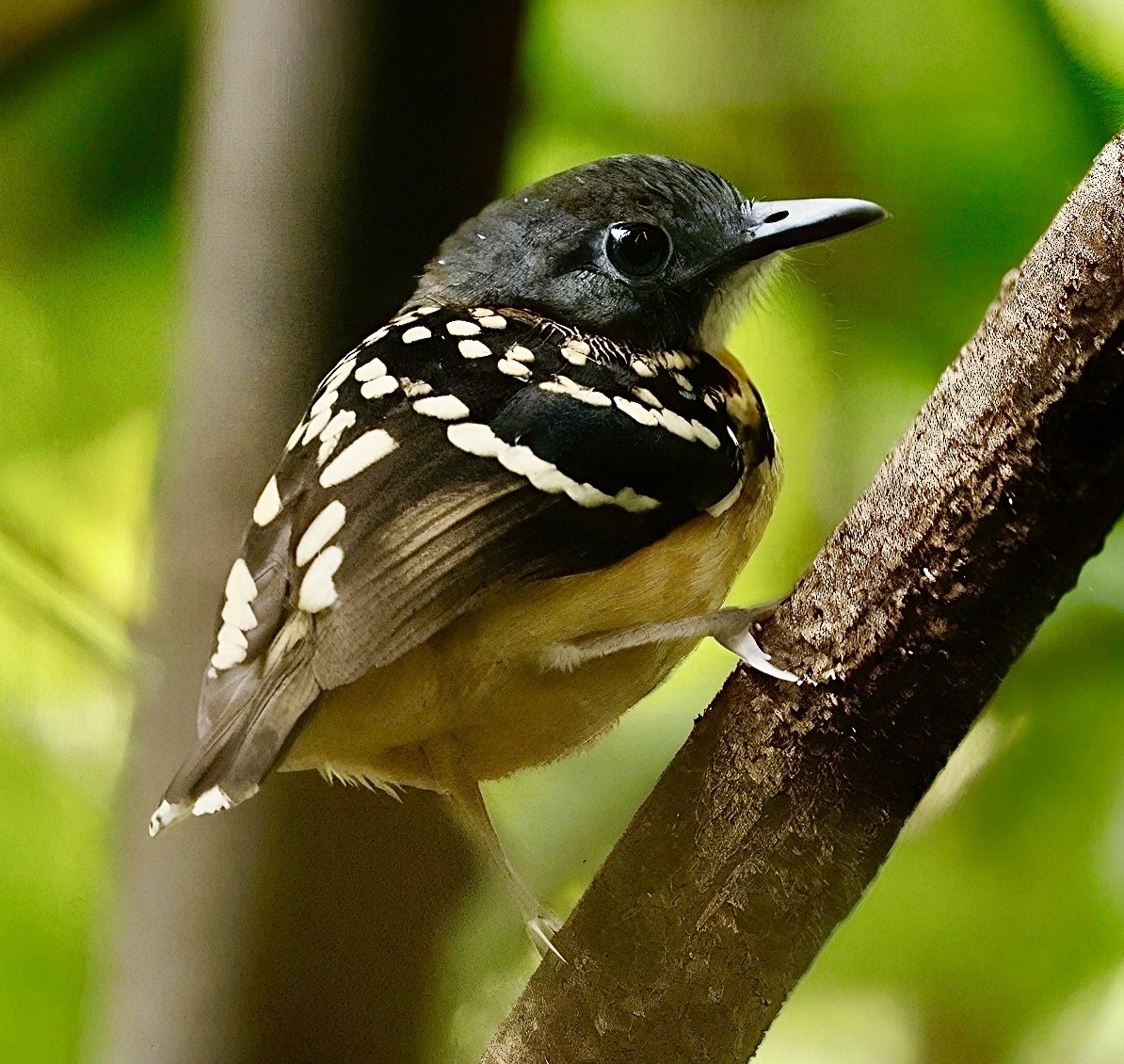 Dot-backed Antbird - ML630245749