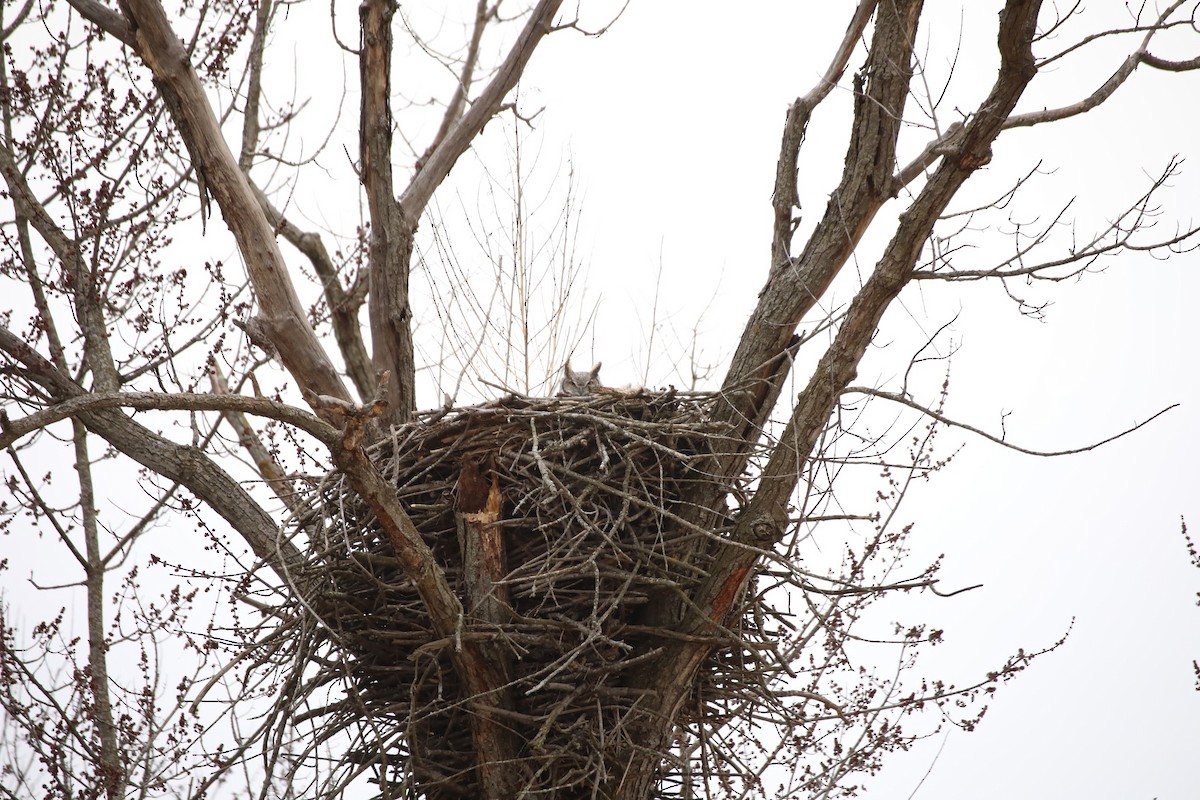 Great Horned Owl - ML630245854