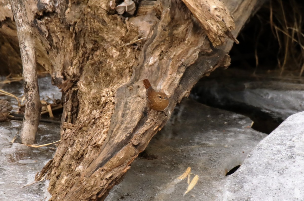 Winter Wren - ML630245866