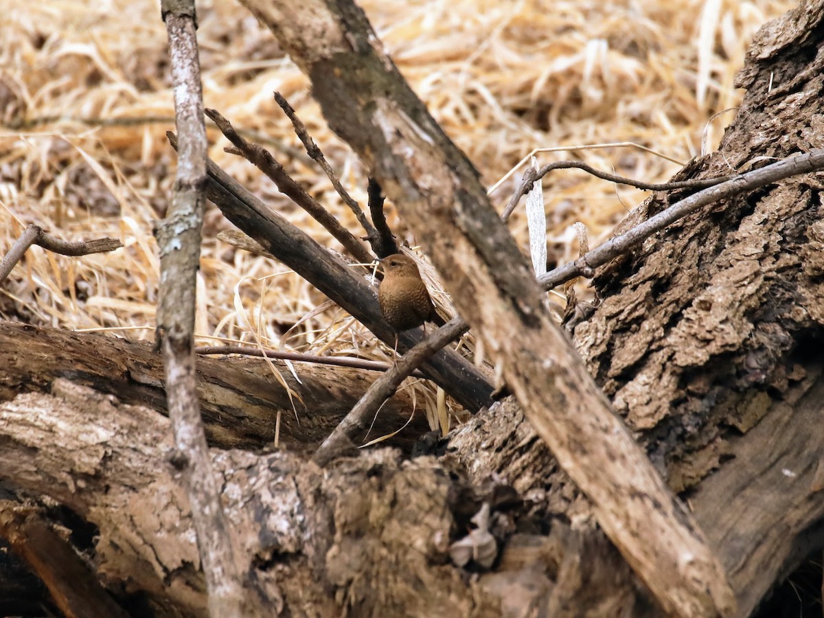 Winter Wren - ML630245867