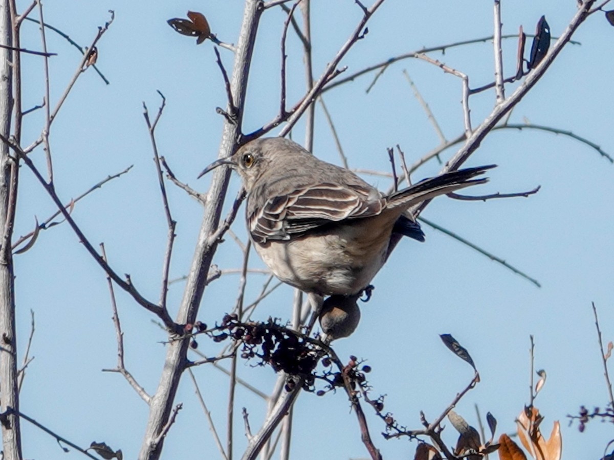 Northern Mockingbird - ML630245932