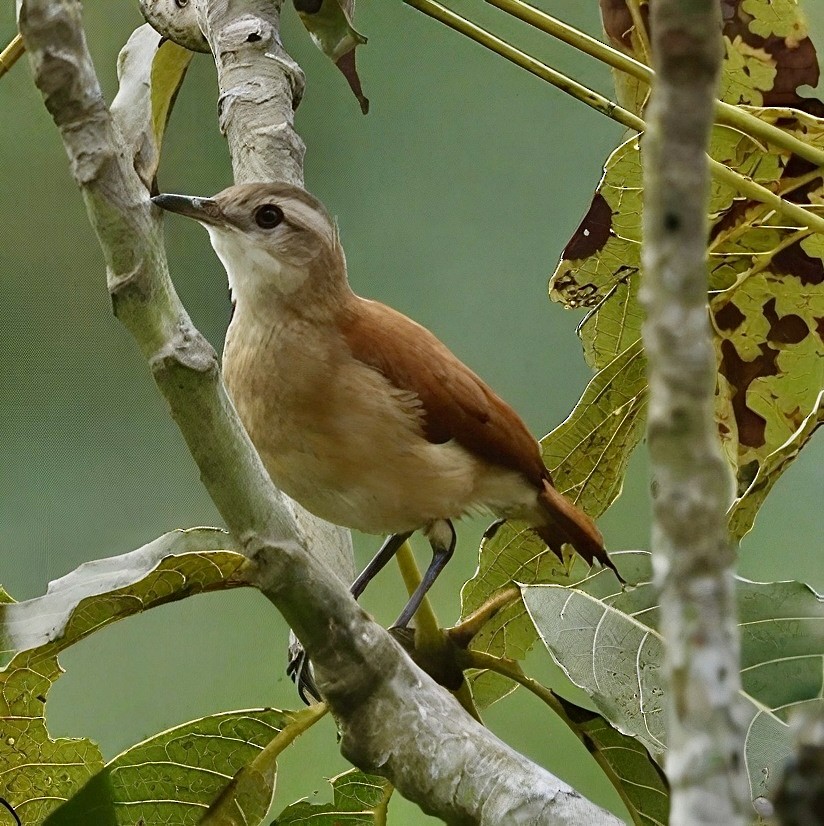 Lesser Hornero - ML630245989