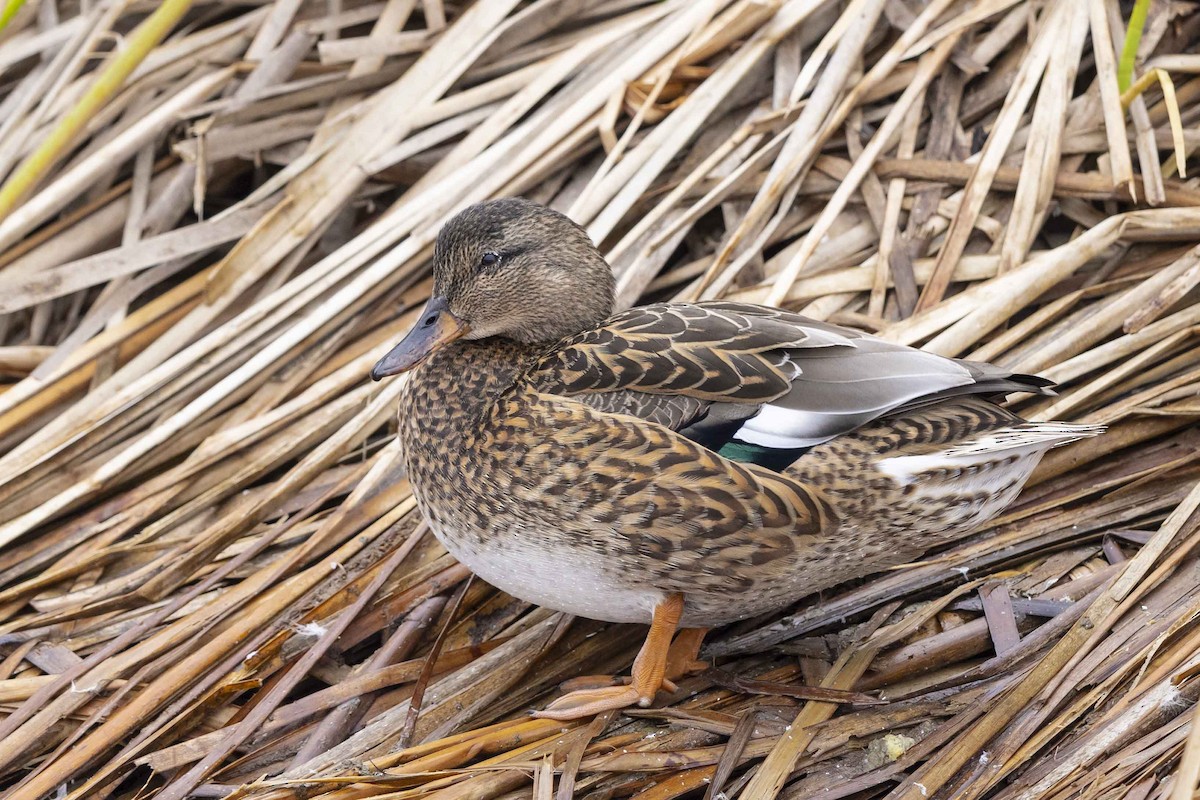 Gadwall x Mallard (hybrid) - ML630246345