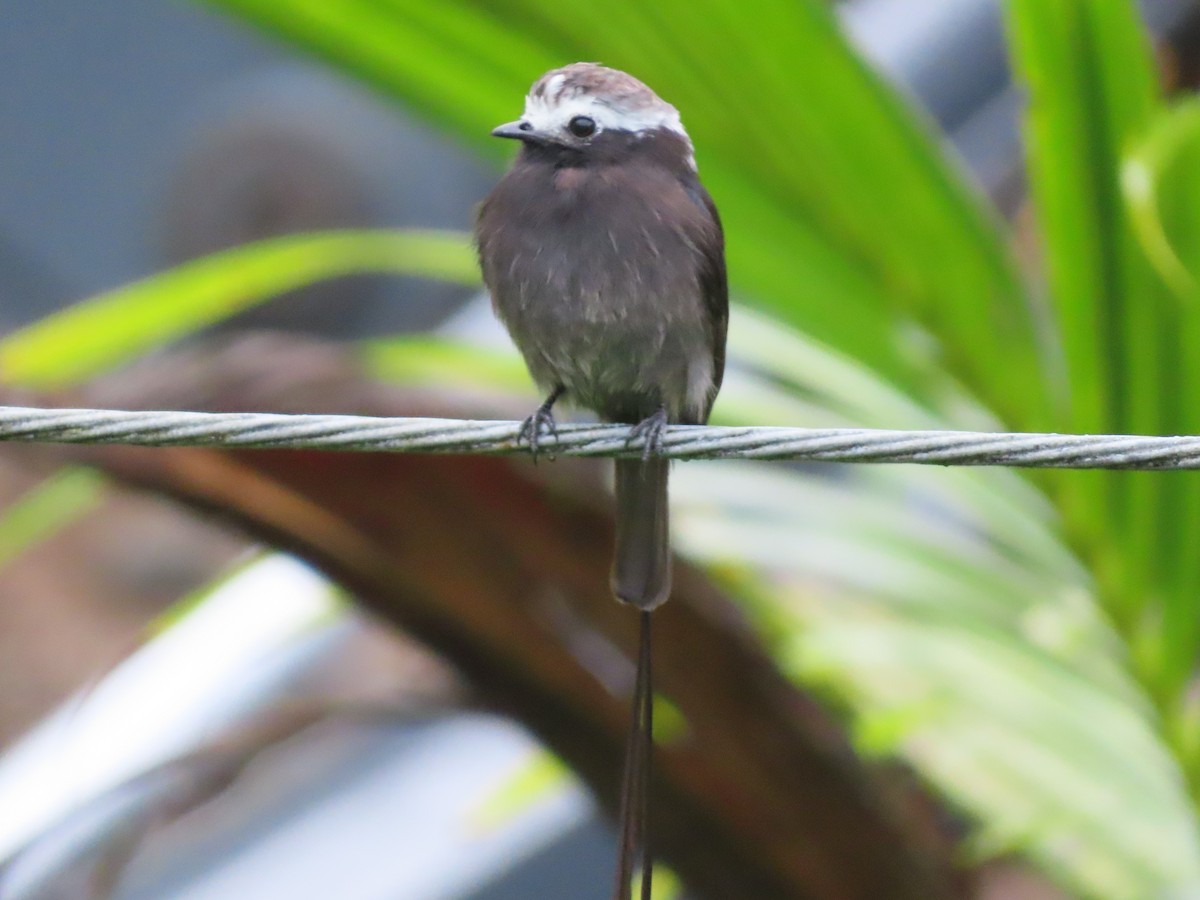 Long-tailed Tyrant - ML630246677