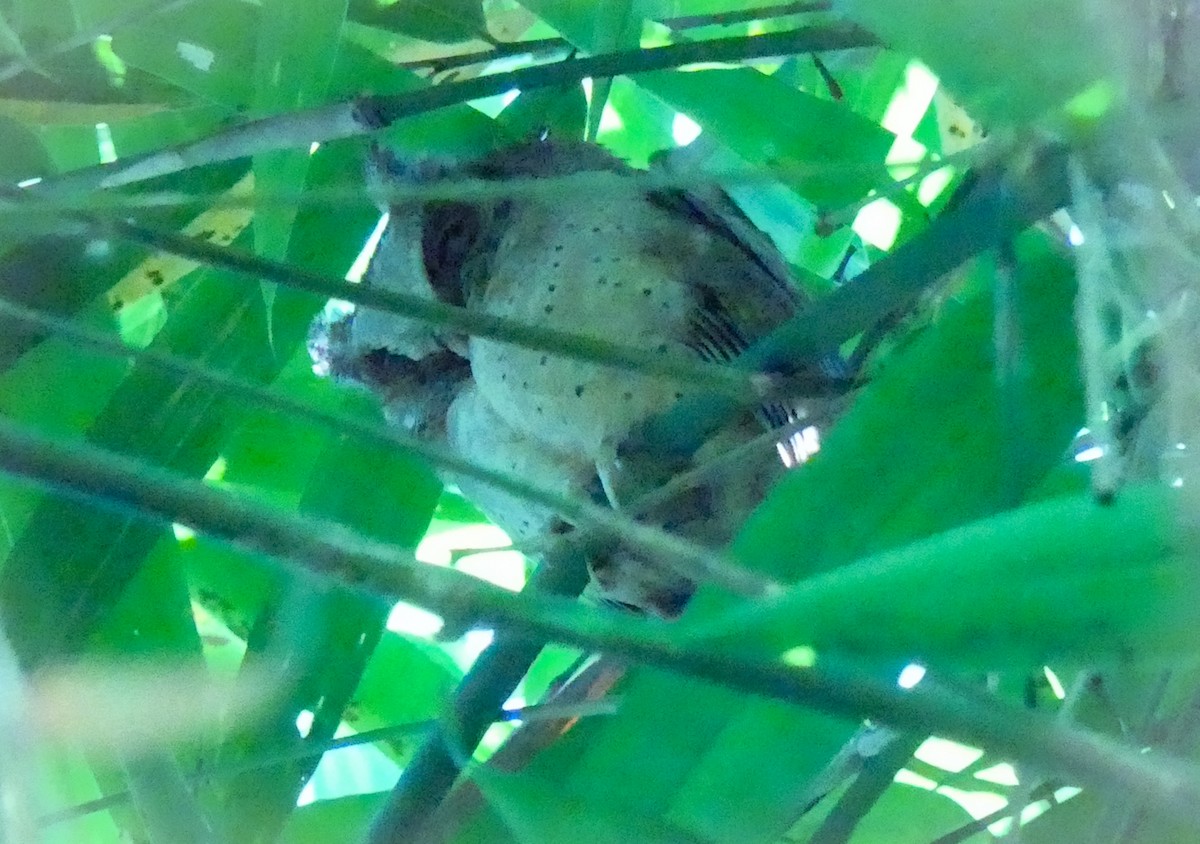White-fronted Scops-Owl - ML630246867