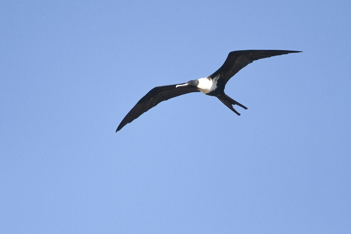 Lesser Frigatebird - ML630246895