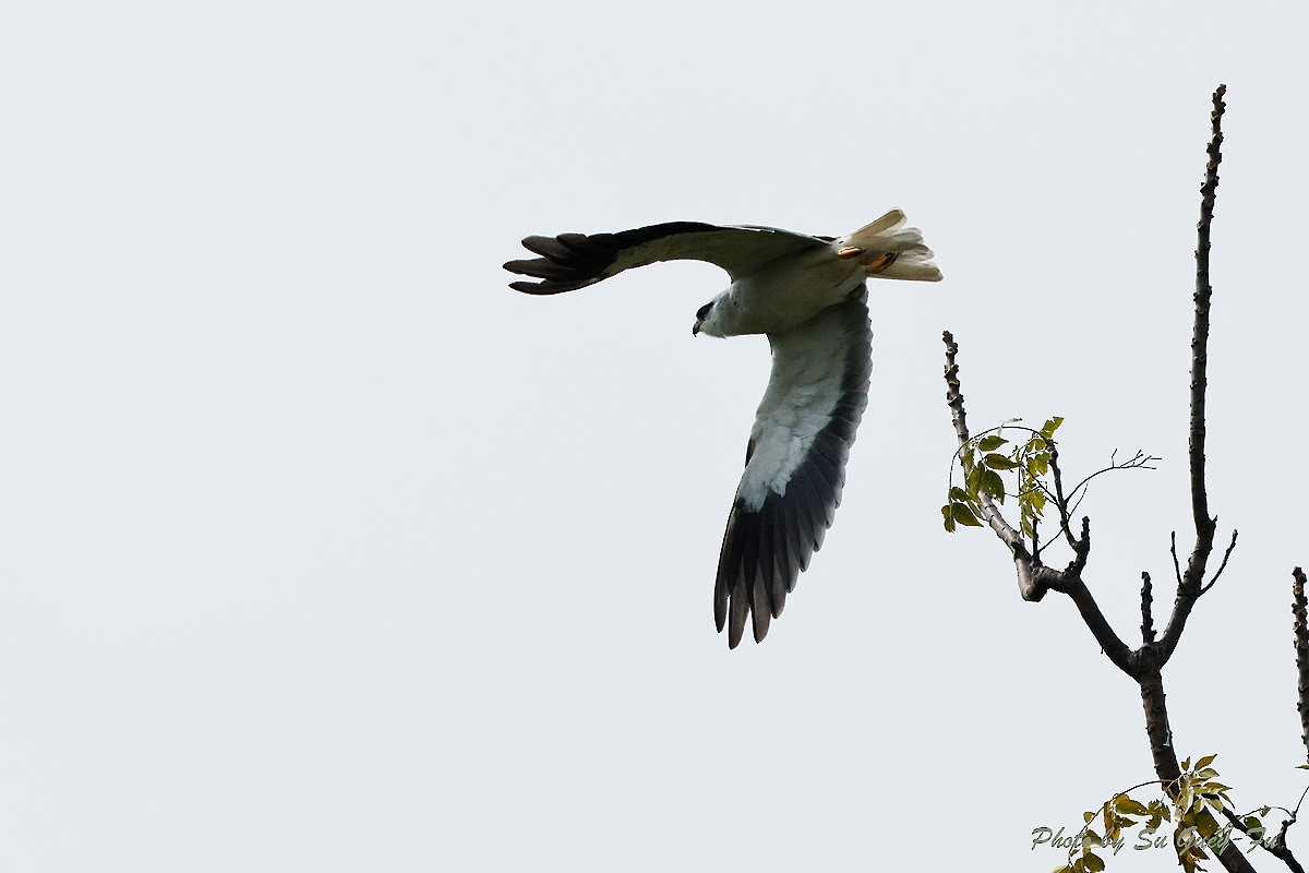 Black-winged Kite - ML630247050