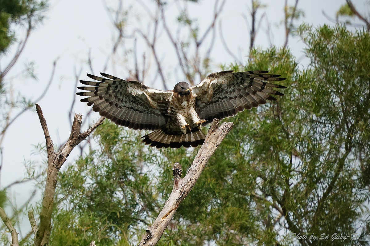 Oriental Honey-buzzard - ML630247063
