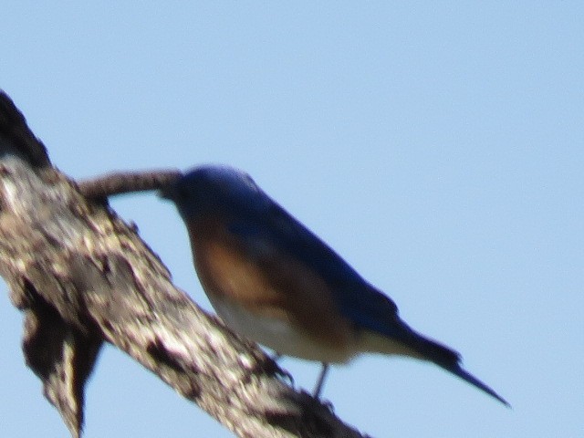 bluebird sp. - ML630247148