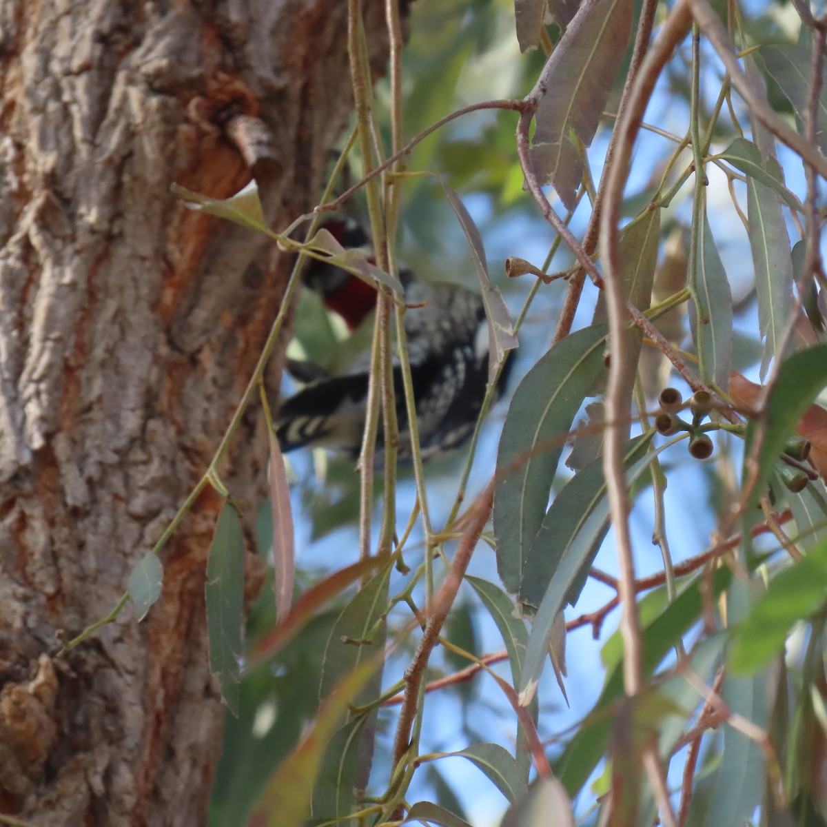 Red-naped Sapsucker - ML630247301