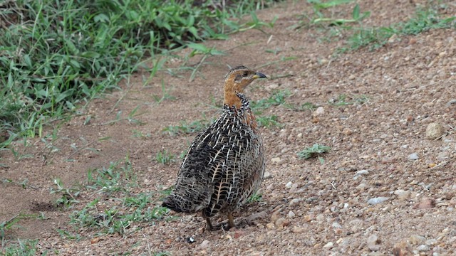Red-winged Francolin - ML630247336
